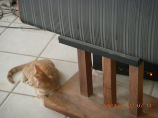 305 8pq. my kitten/cat Max