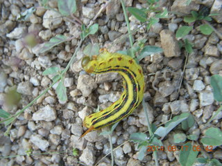 caterpillar