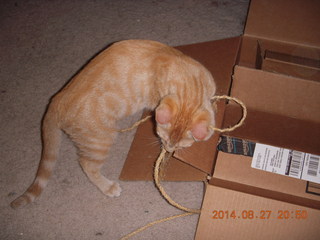 320 8qt. my kitten-cat Max