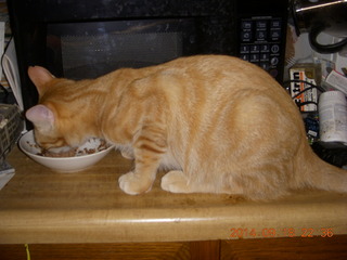 344 8rj. my kitten-cat Max eating