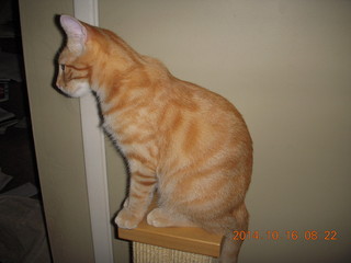 352 8sg. my kitten-cat Max