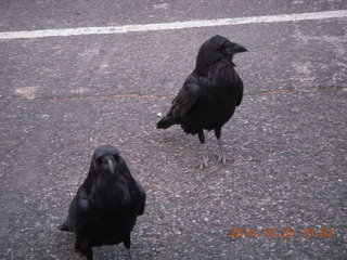 100 8sr. Bryce Canyon - Rainbow Point - Ravens