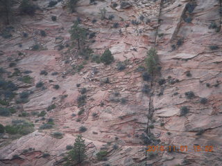 107 8t1. Zion National Park - Observation Point hike - big horn sheep