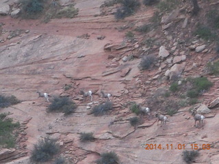108 8t1. Zion National Park - Observation Point hike - big horn sheep