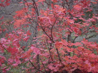 117 8t1. Zion National Park - Observation Point hike - foliage