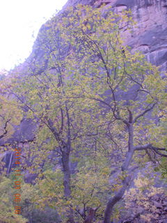 11 8t3. Zion National Park - dawn Riverwalk