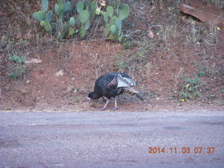 42 8t3. Zion National Park - wild turkey