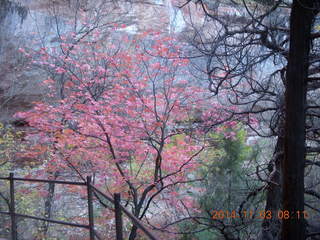 62 8t3. Zion National Park - Emerald Ponds hike - foliage