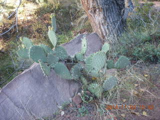 116 8t3. Zion National Park - Watchman hike - prickly pear cactus