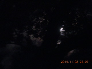 zion moonlight Riverwalk - moon through trees