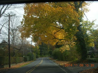 driving in Cheltenham - fall foliage