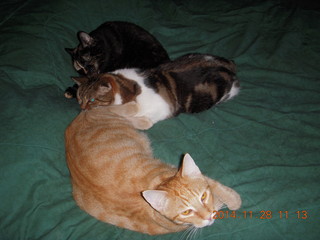 362 8tu. cats on my bed - Maria, Penny, Max