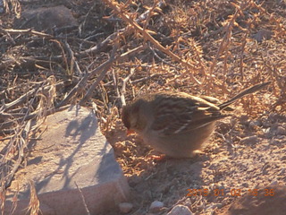 85 8v2. Arches National Park - bird