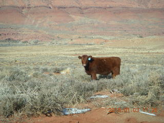 88 8v3. driving from Fisher Towers hike back to Moab - cow