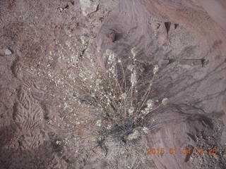 76 8v4. Canyonlands National Park - Lathrop trail hike - plant