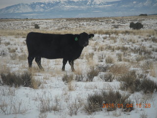 126 8v4. driving in Canyonlands - cow