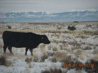 127 8v4. driving in Canyonlands - cow