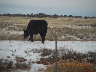 130 8v4. driving to Dead Horse Point - cow