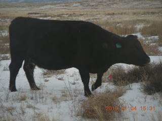 131 8v4. driving to Dead Horse Point - cow