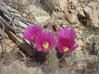Bagdad run/hike - purple flowers