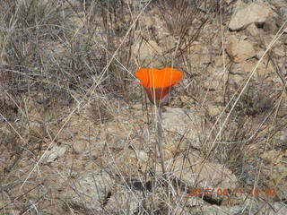 Bagdad run/hike - orange flowers