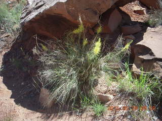 66 8zv. drive Gateway to Beaver Creek Canyon - pretty plant