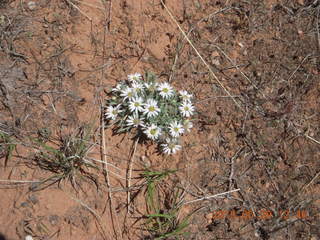124 8zv. Beaver Creek Canyon hike - flowers