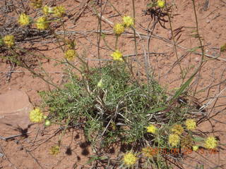 135 8zv. Beaver Creek Canyon hike - flowers