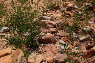 161 8zv. Beaver Creek Canyon hike