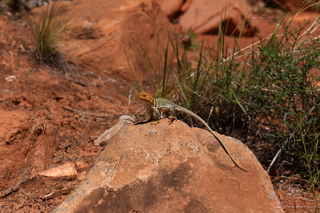 197 8zv. Beaver Creek Canyon hike