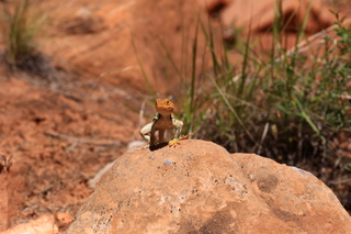 199 8zv. Beaver Creek Canyon hike - lizard