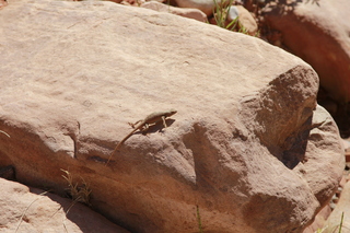 300 8zv. Beaver Creek Canyon hike - lizard