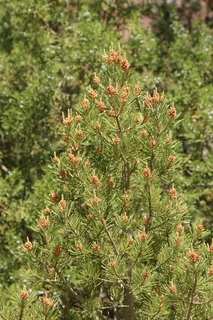 315 8zv. Beaver Creek Canyon hike - flower