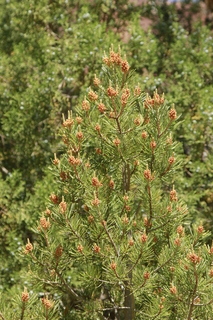 316 8zv. Beaver Creek Canyon hike- flower