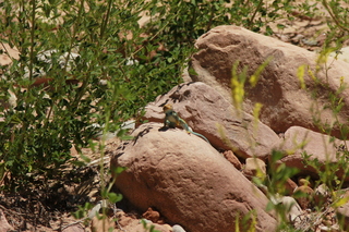 321 8zv. Beaver Creek Canyon hike