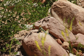 322 8zv. Beaver Creek Canyon hike