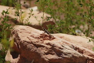 327 8zv. Beaver Creek Canyon hike - lizard