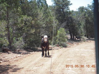 119 8zw. drive to Calamity Mine - cow