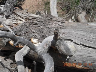 246 8zw. drive to Calamity Mine - fungus