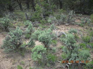 251 8zw. drive to Calamity Mine - sage