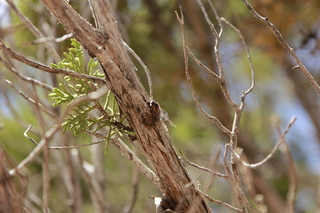 512 8zw. Calamity Mine drive - plant