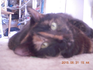 146 8zx. my cat Maria