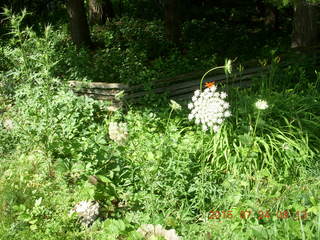 Afton, Minnesota, run - flowers