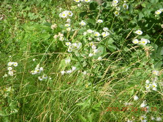 Afton, Minnesota, run - flowers
