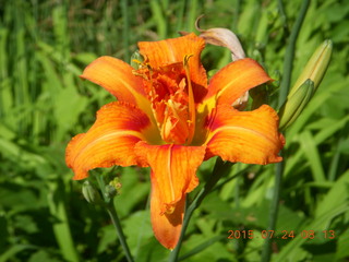 Afton, Minnesota, run - flower