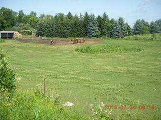 Afton, Minnesota, run field with cows