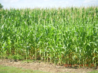 Afton, Minnesota, run - corn