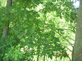 Afton, Minnesota, run - trees