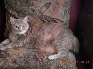 Helen and Jim A house - squirrel on chair