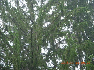 Afton, Minnesota, run - trees